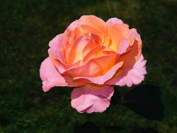 Elle photo el2013_08190029_zps5da84482.jpg